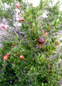 Budding pomegranate fruit
