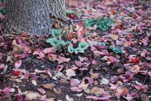 First winter cyclamen leaves poking through a terebinth-leaf carpet under our local tree.