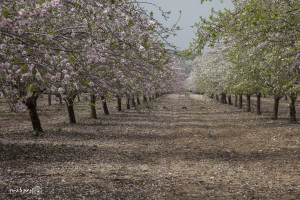 An almond grove in Israel. Photo: Nissan Lev-Ran. Pikiwiki Israel.