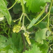 Grapes-for-counting-of-the-omer-article-300×225