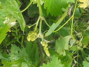 Tiny grapes on the vine - here's "counting on" good weather so no rainstorms will knock them off! 