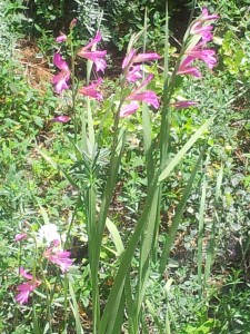 Italian gladiola or sword lily - a wildflower of the Omer season grows in the forest near my home