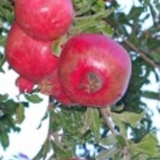Pomegranates-4-long-123×300