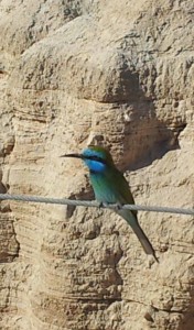 Bee-eater at Qumran