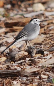 White wagtail use this 2