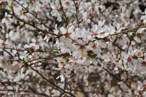 Almond blossoms in my neighborhood of Har Adar