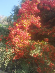 A “burning bush” (actually a firethorn, or (pyracantha), near my home in Har Adar. 