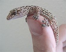 A Mediterranean house gecko. Is this what Proverbs 30:28 meant? (Wikipedia)