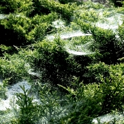 Spider webs 2