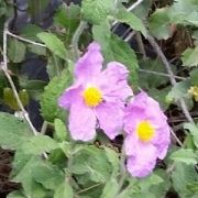 Sage-leaf-rock-rose-pink-300×300
