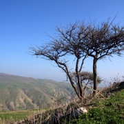 שיטה_מלבינה_במורד_לנחל_תבור-Shkolnik-SMALLER-2-6